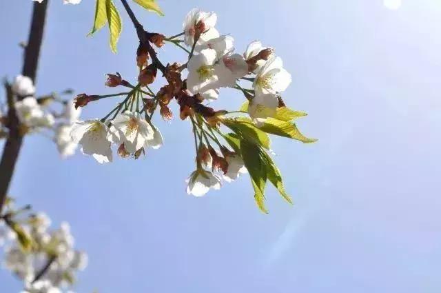 四月飘雪缘是樱，蓝调庄园晚樱盛景正当时！