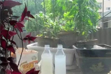 发财树绿萝黄叶用什么,发财树绿萝黄叶怎么办