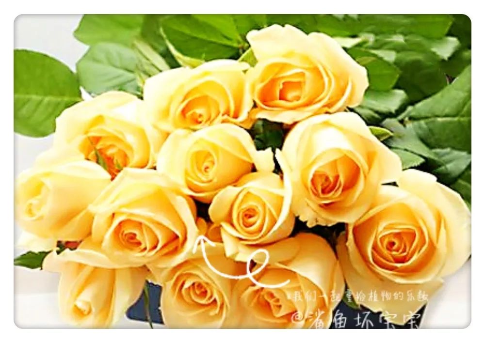 植物世界已发现了多少种植物,植物世界奇花异草