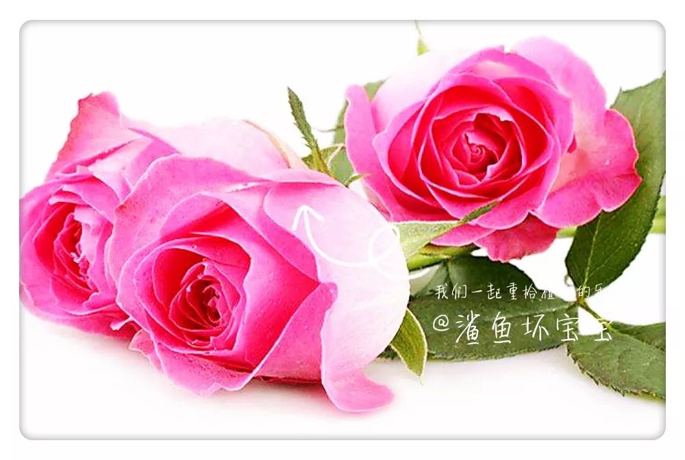 植物世界已发现了多少种植物,植物世界奇花异草