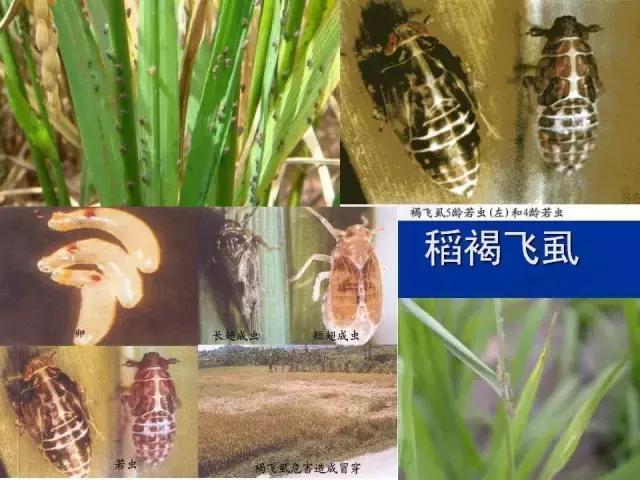 常见害虫有哪些图片大全,常见38种害虫图片及名称及防治