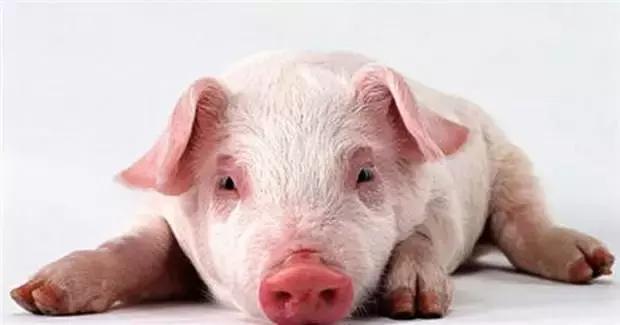 农民致富好物分享,农民朋友的致富宝典