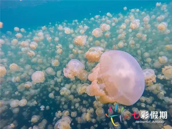 帕劳共和国安全吗,帕劳物价贵吗