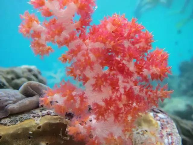 帕劳的旅游咋样,帕劳森旅游攻略