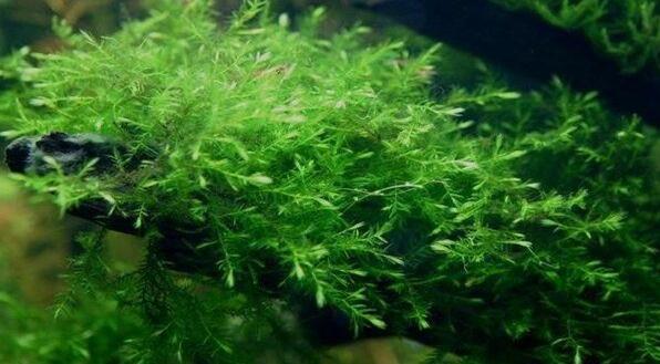 天胡荽水草如何修剪,红雨伞水草怎么修剪