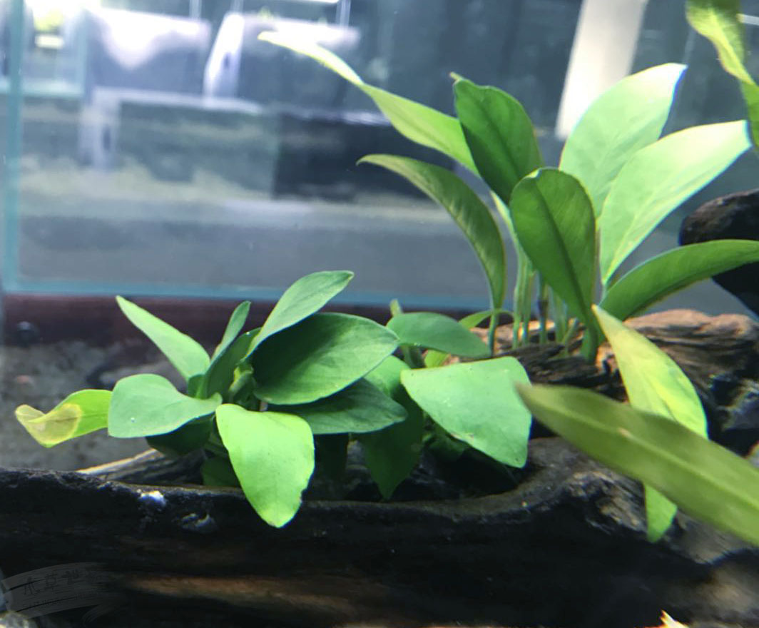 天胡荽水草如何修剪,红雨伞水草怎么修剪