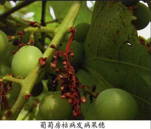 马蹄葡萄病虫害防治图谱,葡萄叶片病害数据集