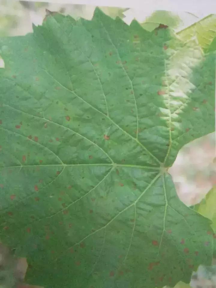 马蹄葡萄病虫害防治图谱,葡萄叶片病害数据集