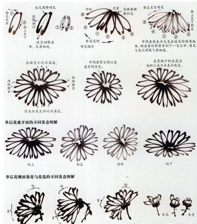 徐湛国画菊花画法视频教程,怎么画国画菊花又美又简单