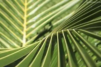 庭院风水知识100条,庭院风水知识