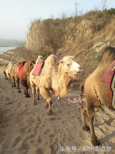 孤柏渡黄河塬蹦极,孤柏渡黄河旅游风景区蹦极还有吗