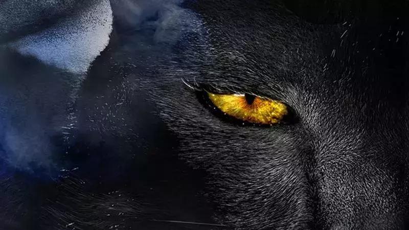 “妖性”佰亿猫：法人鬼魅般连环变更，接盘侠是“影子掌柜”？