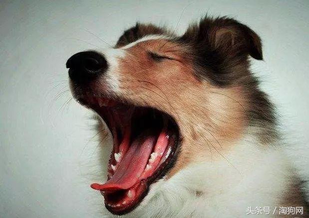 狗的嘴里流粘液有狂犬病毒吗,狗的嘴里流粘液是怎么回事