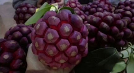 这种长得像苹果的水果叫西红柿,这种外形奇特的水果你吃过吗