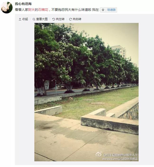 大学校园里面的石楠花,复旦石楠花