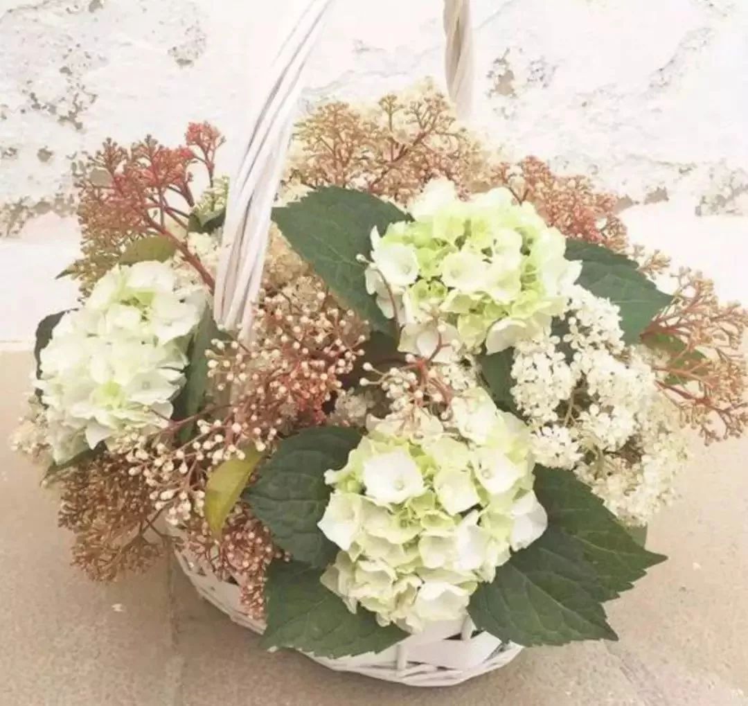 大学校园里面的石楠花,复旦石楠花