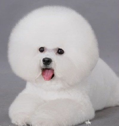 卷毛比熊能值多少钱,卷毛比熊有什么颜色