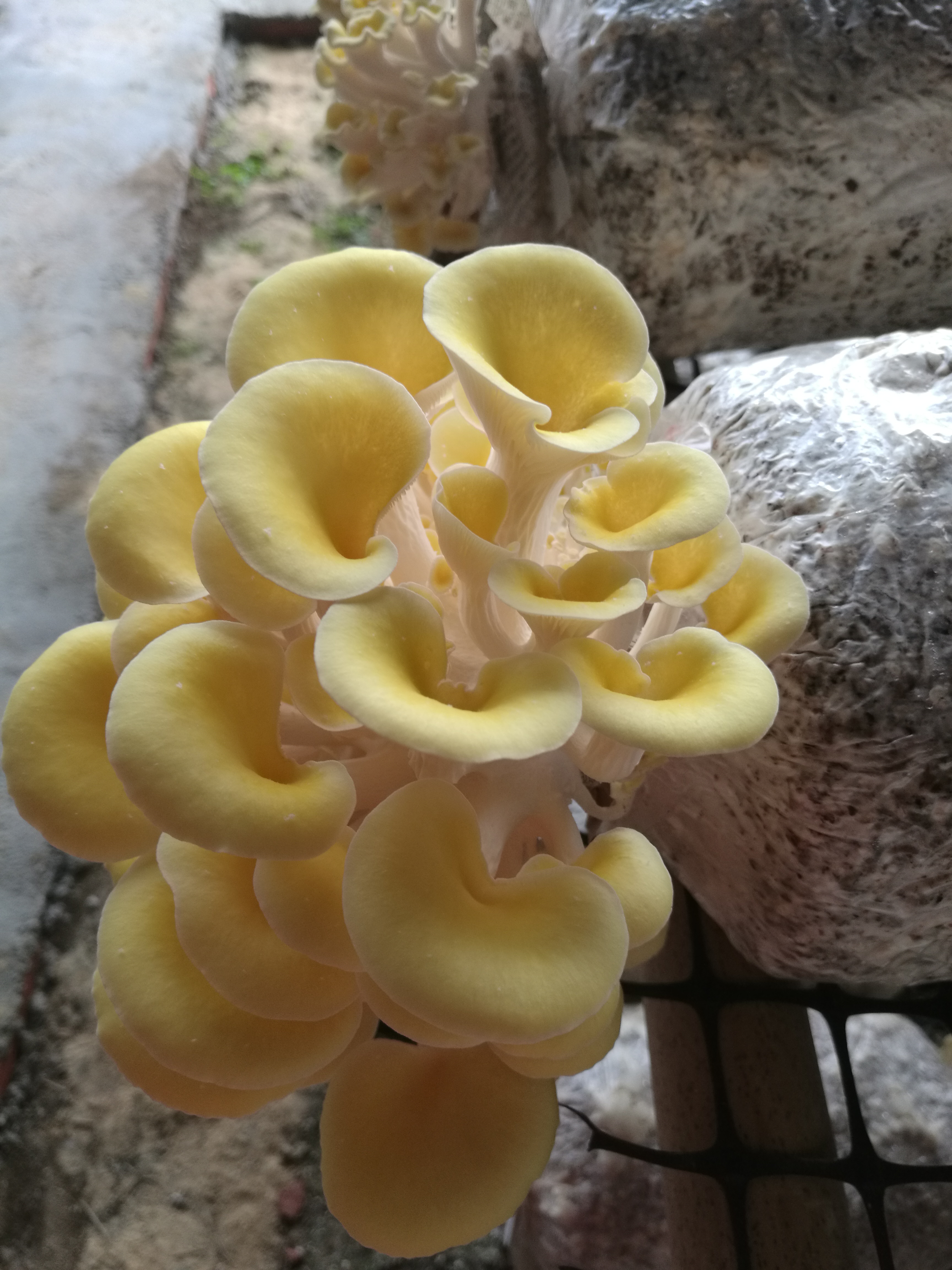 五一假期佛山去哪玩,高明五一攻略