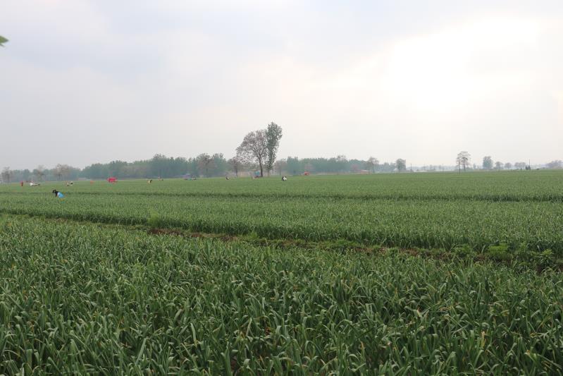 杞县大蒜电商助农,杞县大蒜走向世界