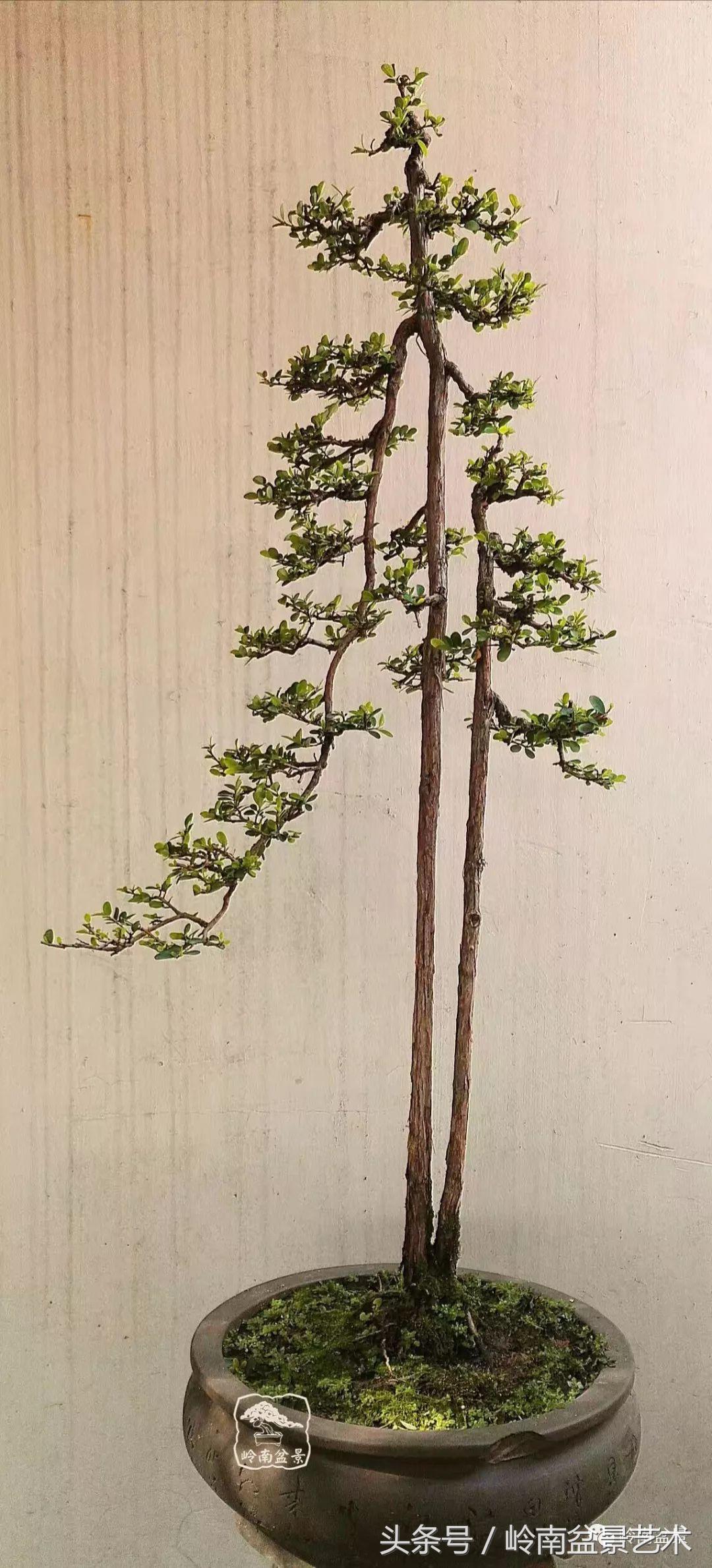 双杆罗汉松树盆景造型,双斜杆盆景