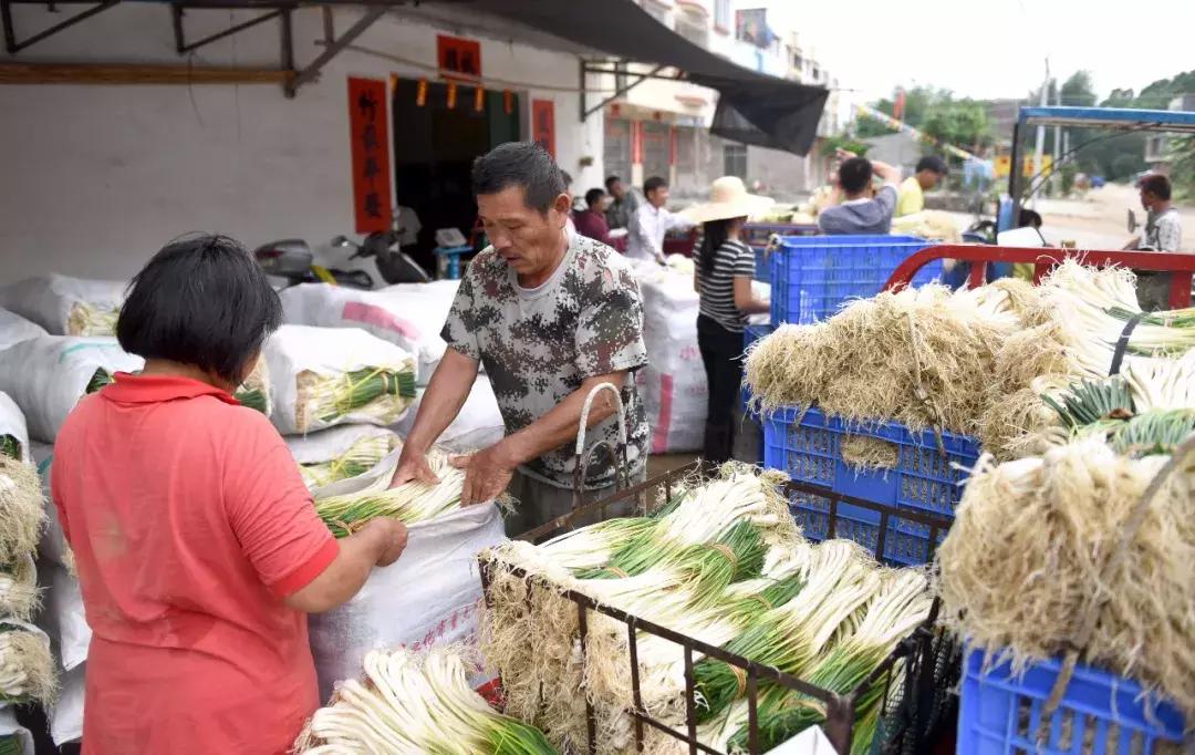 一人一斤“爱心藠”！齐心帮阳春石湖藠农度难关，功效也神奇！