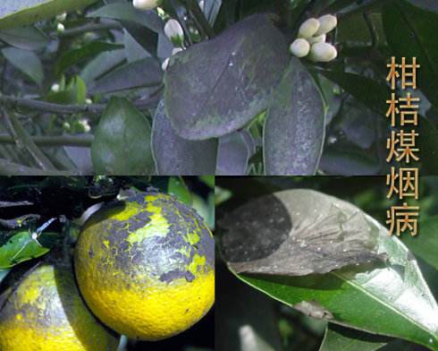 柑橘煤烟病最近的防治措施是,柑橘煤烟病
