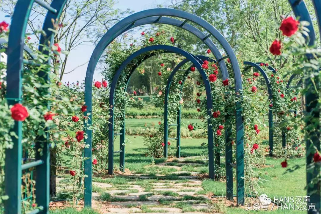 武汉郊外深藏一座千年古镇,武汉3800亩玫瑰花园