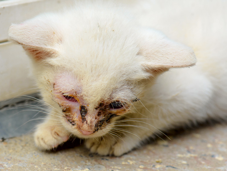 猫鼻支的早期症状和表现,猫鼻支没鼻涕眼睛发炎