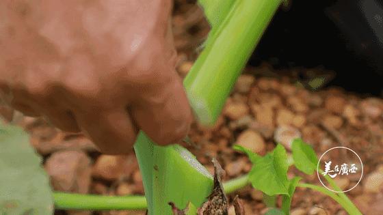 南宁酸菜鱼十年老店现炒现卖,南宁芋檬焖鱼地址