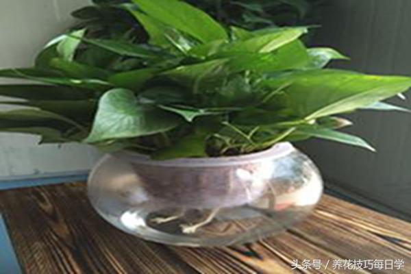 水培绿萝如何修剪,水培绿萝如何修剪根系