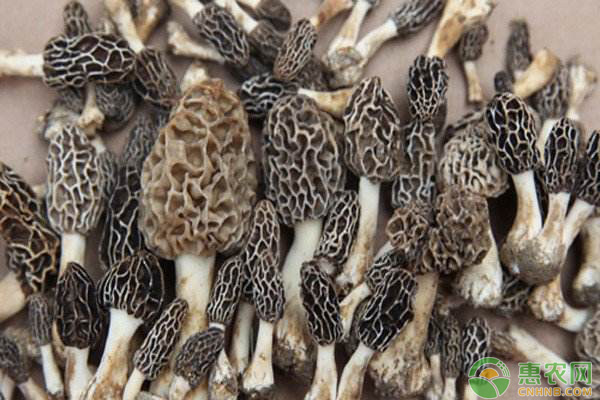 最新技术种植羊肚菌,最新羊肚菌栽培技术