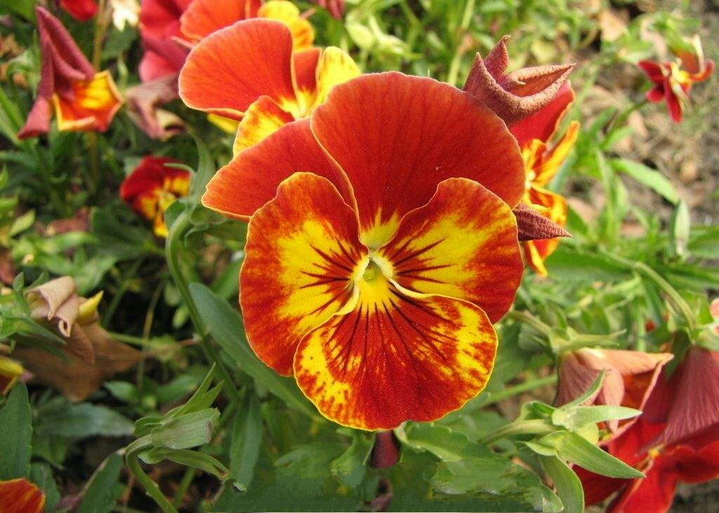 可爱的姑娘笑脸——三色堇花