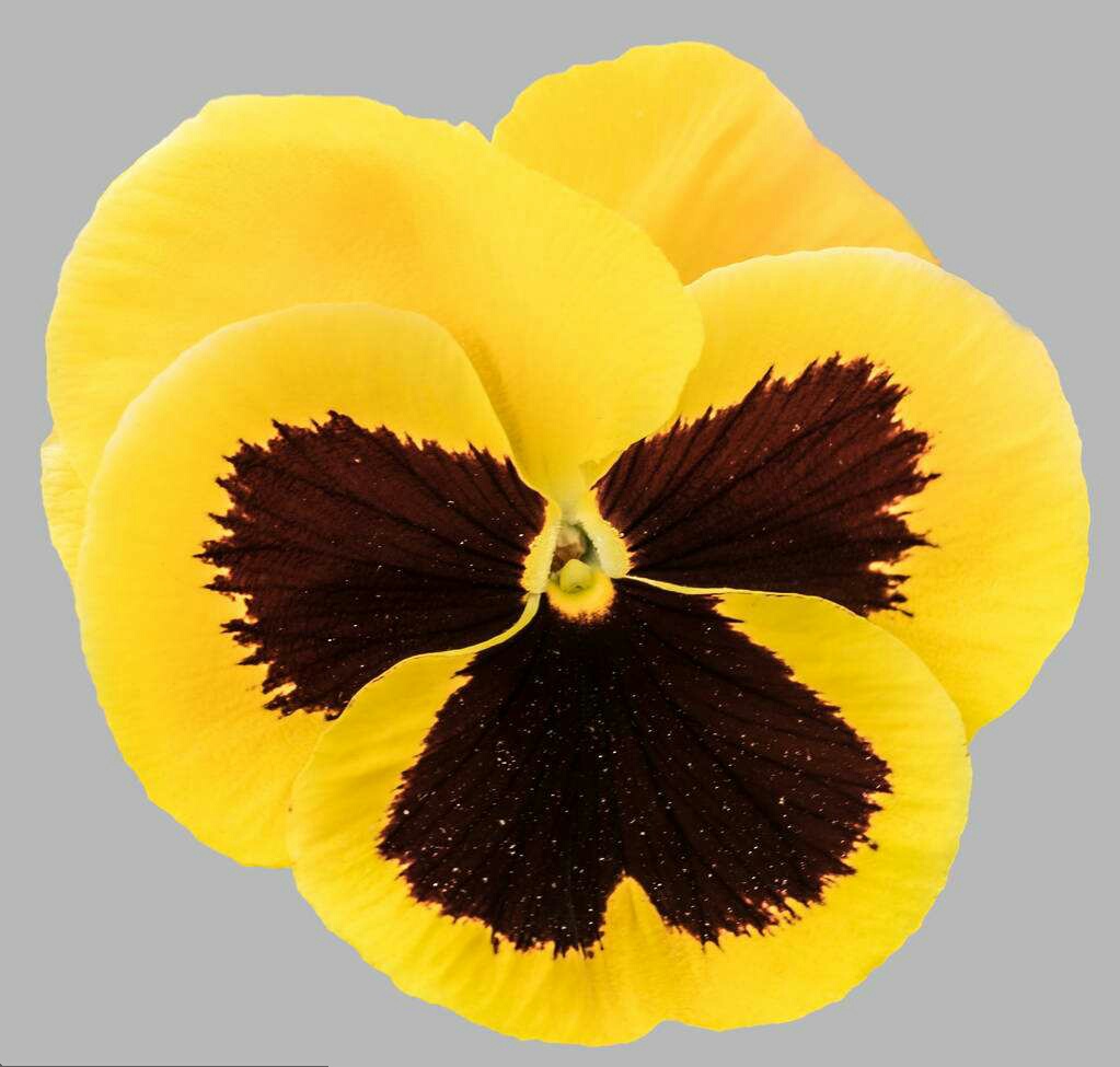 可爱的姑娘笑脸——三色堇花