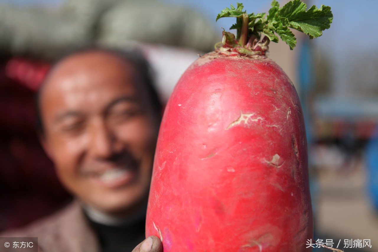 大红萝卜专治痛风，别信谣言！实际作用就这4个