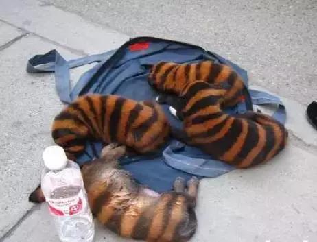 狗狗竟然被主人染色成这样？如果真正的爱它，请拒绝给它染色