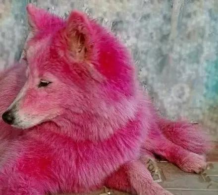 狗狗竟然被主人染色成这样？如果真正的爱它，请拒绝给它染色