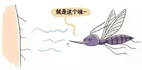 蚊子为什么咬o型血的人呢,蚊子咬人和o型血什么关系