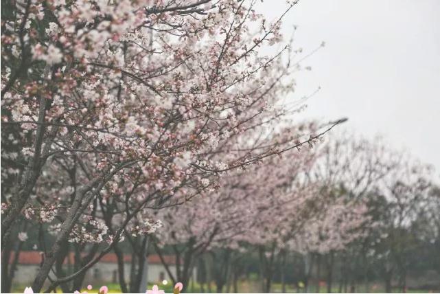 樱花装饰,樱花装饰墙壁