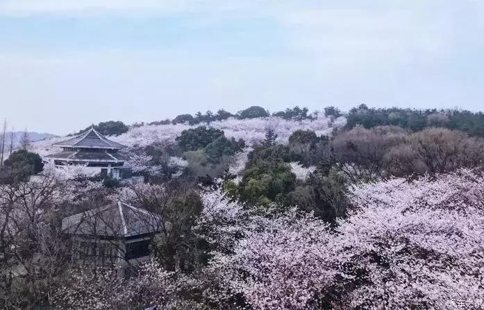 东南dx3自驾游,江浙寻花事