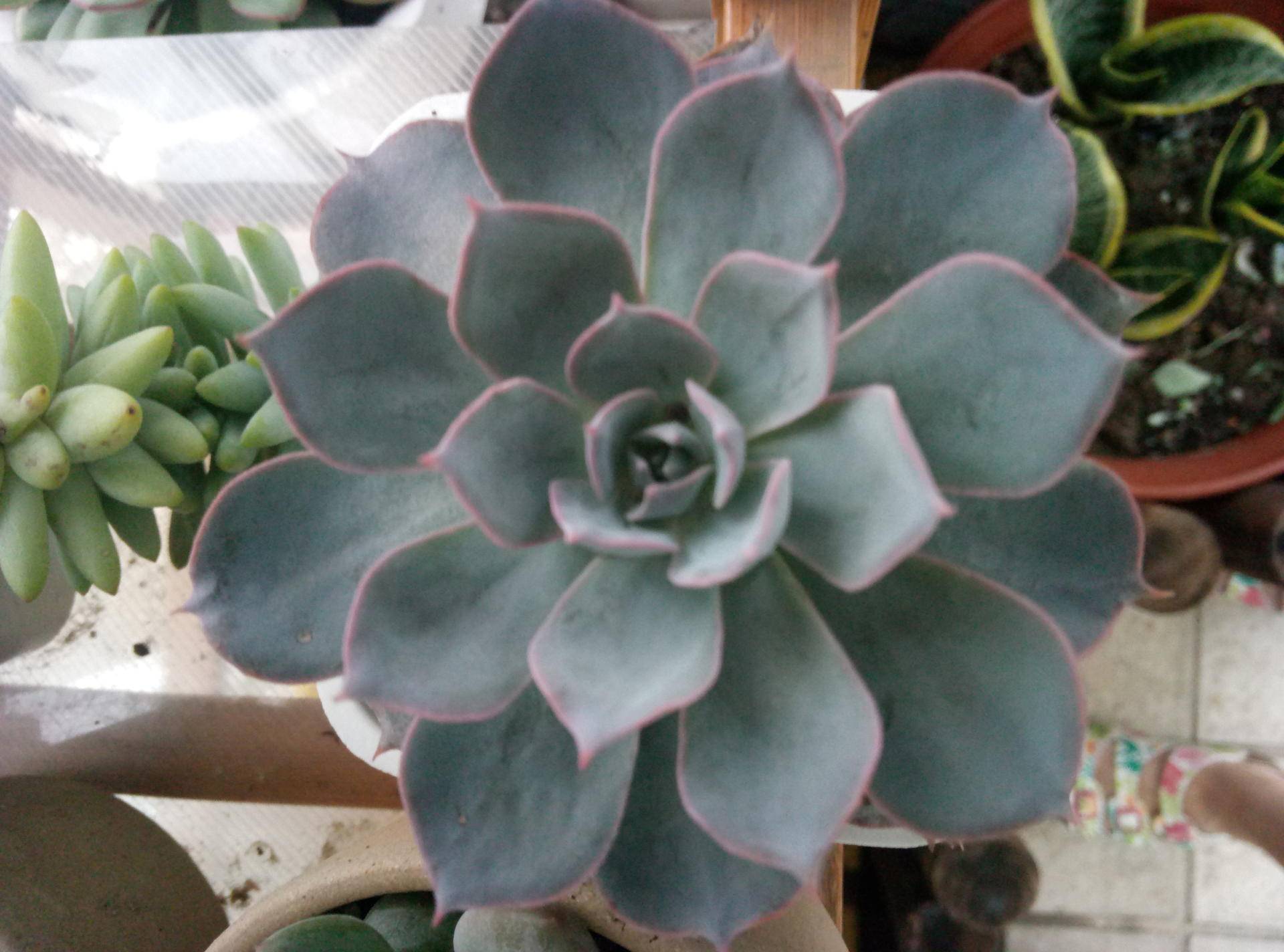 蓝石莲简介,第一美人殉情