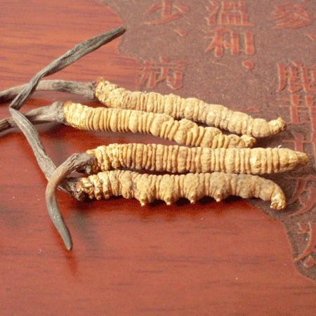 您有一份来自情醉姆蓝雪山·寻觅虫草之旅的邀请函