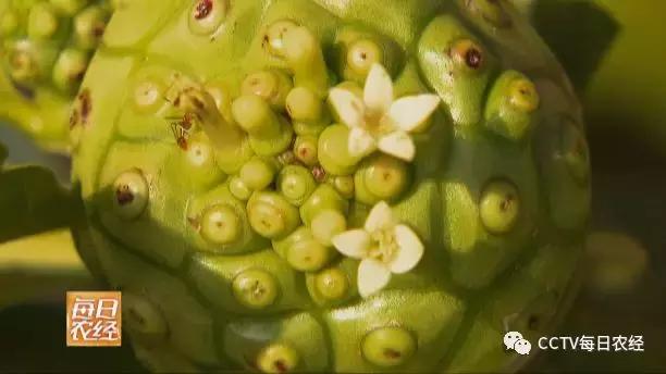 为什么热带的水果又甜又好吃,又酸又苦的热带水果