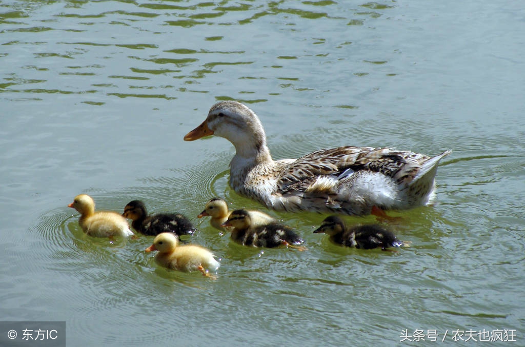 家有万担粮不养扁嘴王是什么意思,家有万担粮不养扁嘴王的意思