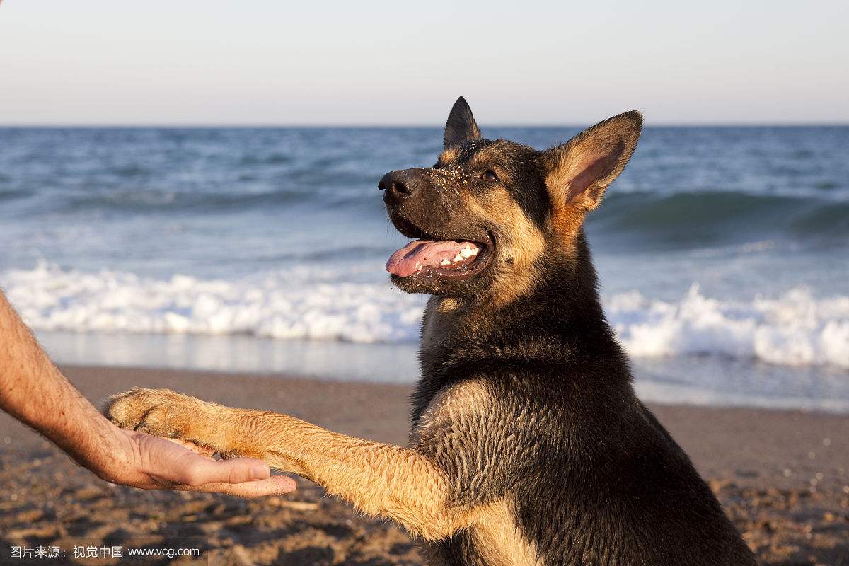 孤独的男男女女,和他们的狗