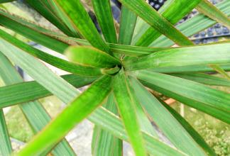 七彩千年木的风水作用,改善家居环境,好运来!