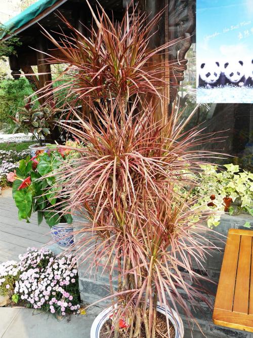 七彩千年木的风水作用,改善家居环境,好运来!