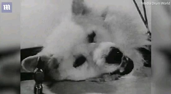 100多头猪被杀,一百多头猪被杀