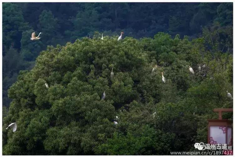 瑞安“千岛湖”，美丽水乡石垟湖