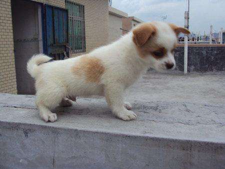 狗狗没了一个月了还是放不下,狗狗没了再养一只