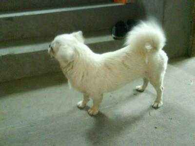 狗狗没了一个月了还是放不下,狗狗没了再养一只